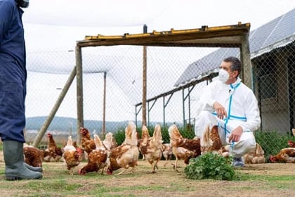 Un veterinario inspecciona una granja de aves.