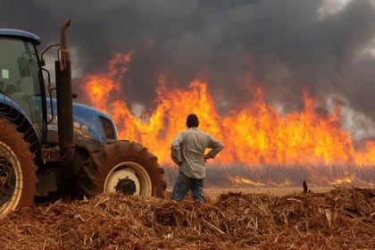 El Gobierno de São Paulo ha puesto en marcha un fondo de 100 millones de reales para subvencionar el seguro rural a los agricultores y ganaderos perjudicados (REUTERS/Joel Silva)