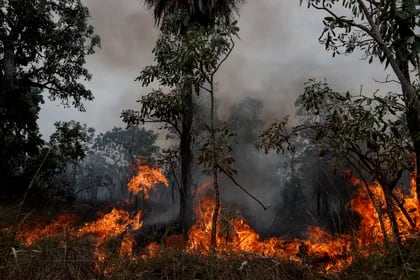 Las llamas en el Pantanal (EFE/Sebastião Moreira)